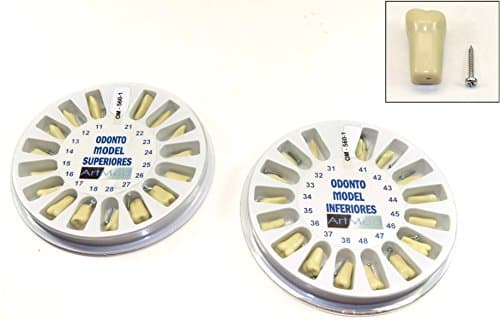 Replacement Typodont Teeth Ivorine Model 560 Upper Lower Complete Kit ARTMED by ARTMED