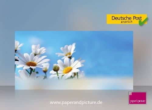 Daisies 10 Envelopes, Completely Printed