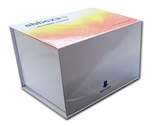 Human BDNF ELISA Kit