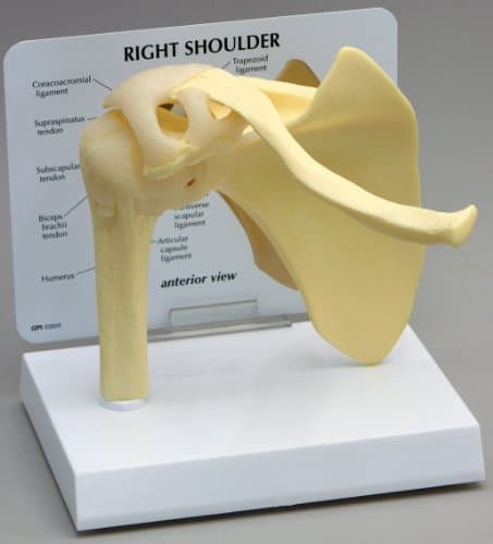 Shoulder Joint Anatomical Model