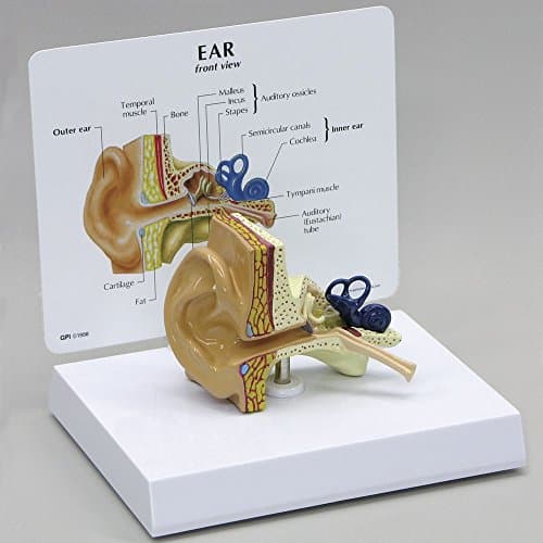 Human Ear Model, Life Size
