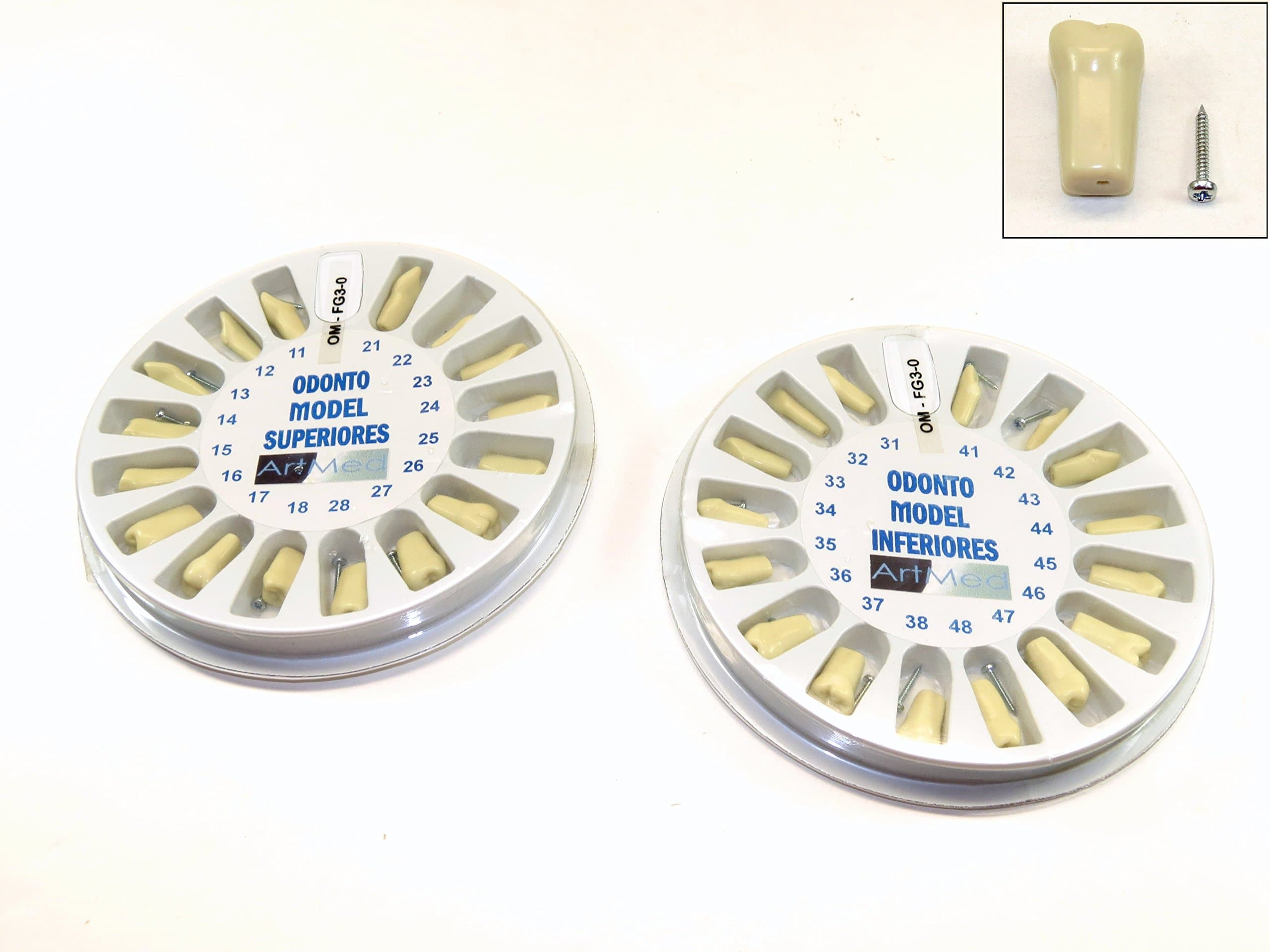 Replacement Typodont Teeth Ivorine Model FG3 Upper Lower Complete Kit ARTMED