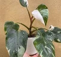 Pedpoudhe Philodendron White Princess Very Rare Plant