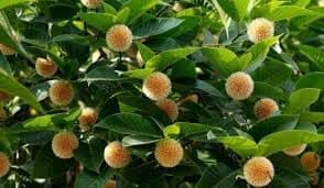 Premium Kadamb Fruit Plant Seeds - Fresh and Ready to Plant Your Home Garden - Multicolor (Pack of 300 Seeds)