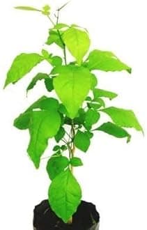 Bel Patra Aegle Marmelos (Multicolour)