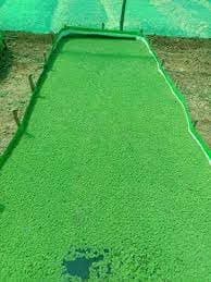 Ajola grass seeds || seeds for Azola grass (700 seeds)