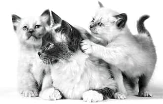 ロイヤルカナン FHN マザー&ベビーキャット 母猫・子猫用 400g