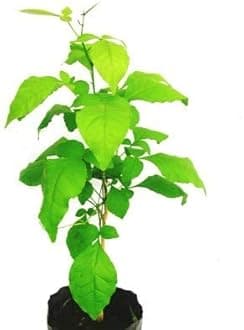 MSK EVER GREEN Live Bel Tree, Bilva Patra, Bel Patra- Plant With Pot