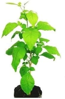 Oyeboy Live Bel Tree, Bilva Patra, Bel Patra- Plant With Pot