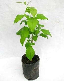 Trendygreens Live Bel Patra/Bel Tree/Bilva Patra/Bael/Bel Pathar Fruit Plant with Pot