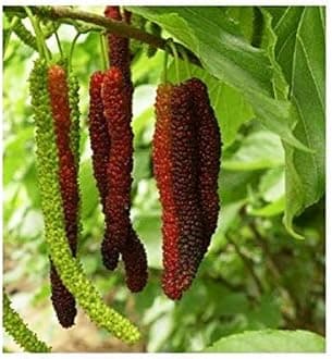 Bhajanlal Greenery Live Red Long Shahtoot/Mulberry Fruit Plant With Pot-Outdoor Plant