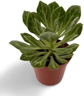 OhhSome Succulent Plant Roundleaf Ragwort Small Luxurious Look And Require Little Care Plants For Bathroom|Bedroom|Table|Desk |Study Table - Indoor Decoration Gift (Healthy Live Plant)