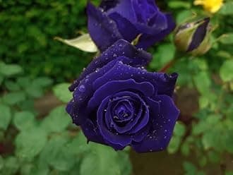 Rose Flower Tree Purple Colour Rose Golap Flower Tree Hybrid Plant Gullab Tree (Pack Of 1)
