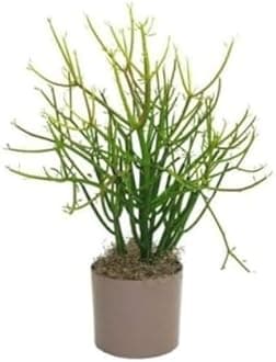 Live Pencil Cactus Plant I Euphorbia Tirucalli Milk bush Plant I With Growbag