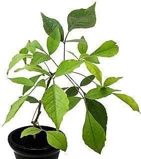Live Bel Tree, Bilva Patra, Bel Patra- Plant with Pot
