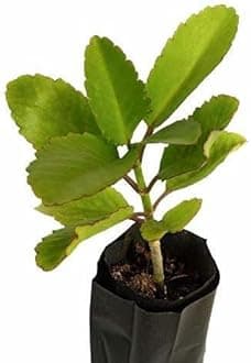 The Entacloo Bryophyllum Pinnatum/Patharchatta Plant(E-326)