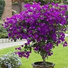 Bougainvillea plant live purple, live plant for purple bougainvillea (pack of 1)