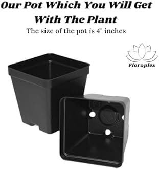 FloraPlax Live Banyan बरगद वट वृक्ष /Bargad/Banian/Ficus benghalensis Religious Tree Plant For Outdoor Garden - Healthy Live 1 Plant (Bargad Plant)