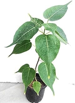 PlantaZee Live Peepal/Ficus religiosa/Sacred fig Seedling Plant with Pot