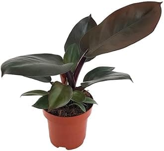 Philodendron Black Cardinal Indoor plants for home, Office Decor, Garden with Pot (Pack of 1)