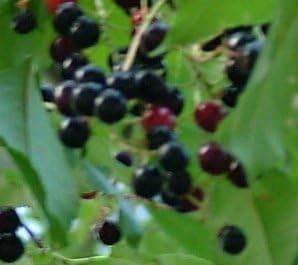 6-12" Black Cherry Tree, Sweet Fruit to Enjoy in Years to Come, Fruit Bearing Potted Plant, in Dormancy