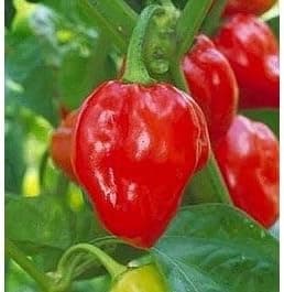 Red Caribbean Habanero Pepper Plants- Two (2) Live Plants – Non-GMO - Not Seeds – Each 4"-8" Tall in 4 Inch Pots - 2X Hotter Than Ordinary Habaneros 300K SHU
