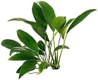 Maalavya Live Aquarium Aquatic Plant Anubias Minima (Anubias Minima Loose)