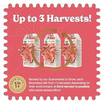 BloomBox Pink Oyster Mushroom Grow Kit