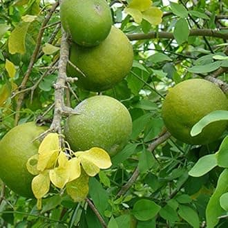 AGRO ALIVE Thai Bel Tree, Bilva Patra, Bel Patra Air layered bell Live Plant Produce Big Size Fruit within 1 year