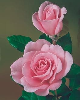 Gebdinsh Garden® Imported Rose Light Pink Color Flower Seeds For Gardening | Pack Of 50 to 60 Seeds