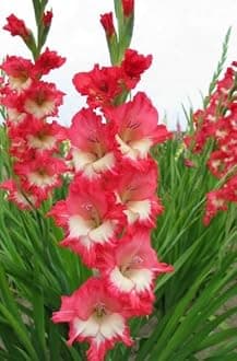 Gladiolus Flower Bulbs All session Imported Vearty for Home and Gardening Pack of 5 bulbs (RED WITH WHITE)