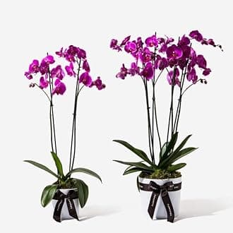 Live Rare Exotic Orchid Indoor Flower Plant 2 Different Colors Pack of 2 CF_05