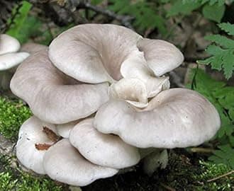 Root Mushroom Farm--Mushroom Liquid Cultures/Branched Oyster(Pleurotus cornucopiae)