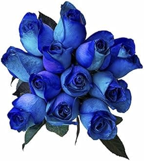24 Stems - Fresh Cut Blue Lollipop Roses from Flower Explosion