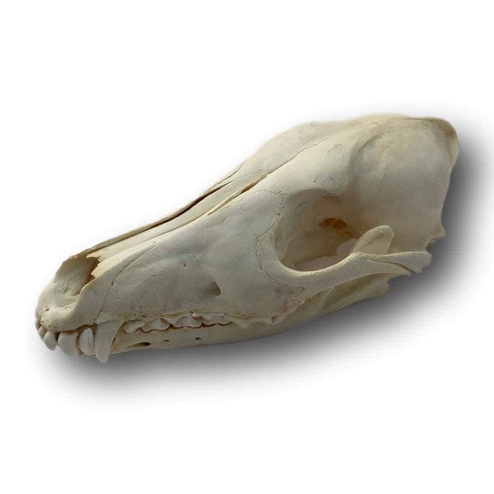 Coyote Skull