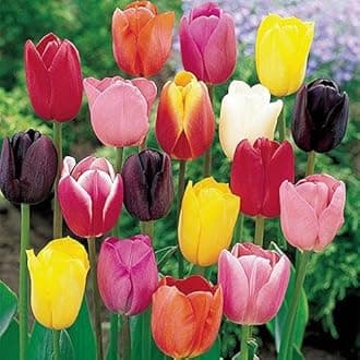 IMP. Hyacinth Flower Bulbs + Tulip Flower Bulbs Combo Aromatic Flower Bulbs Pack Home Outdoor Gardening Flowers Blooming (1 Set of 6 Hyacinth + 6 Tulip)