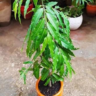 Greenursery Greenursery Ashoka Pendula Tree Rare asoca Ornamental Shrub Healthy Live Ashok Saraca Asoca Plant with Pot. (Ashoka Tree Saraca Asoca Plant, 1)