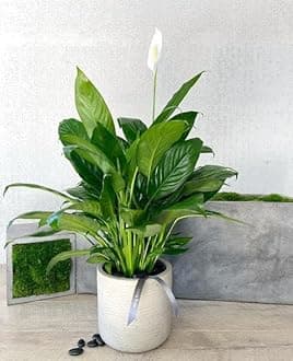 Low Maintenance Live Peace Lily Plant Air Purifying Spathiphyllum Indoor Plant with Flower Pot For Home Office and Living Room