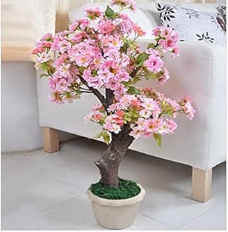 50+ Rare Cherry Blossoms Seeds for Planting - Dwarf Pink Sakura Weeping Cherry Apple Blossom Bonsai Tree Seeds for Garden/Indoor/Outdoor