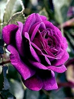 Royal Paradise Garden"Orchid Purple" Rose Flower Plant Home Garden Plant 1 Grafted Rose Live Plant