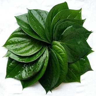 Garden Artlive indoor plant (Betel Leaf)