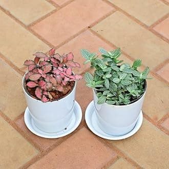 Set of 2 - Fittonia (Red & Green) in 5 Inch Live Plant White Premium Sphere Perennial plants Pot with Tray