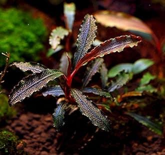 Bucephalandra Kedagang Red - Rare Live Plant for Aquariums and Terrariums