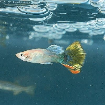 Assorted Live Guppies - 5 Pack