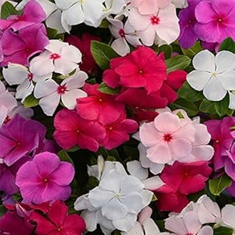 Vinca/Sadabahar Flower | Multicolor Flower | F1 Hybrid | Pack of 20|By Plantogallery®
