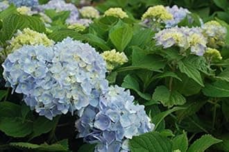 Endless Summer Collection - Hydrangea mac. Endless Summer The Original (Reblooming Hydrangea) Shrub, RB pink or blue, #2 - Size Container