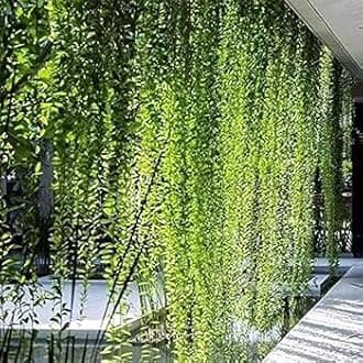 Live Parda Bel Plant I Curtain Creeper Vernonia I With Growbag