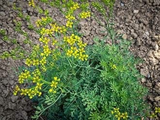Rare Garden Rue Ruta Graveolens Linn Medicinal 1 Healthy Live Plant