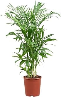 Garden Art live indoor plant (Chamaedorea seifrizii)