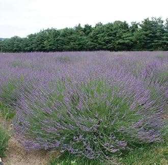 Lavandula x Intermedia Phenomenal (English Lavender) #1 Size Root for Planting – Hardy Perennial with Fragrant Flowers | Long Lasting Summer Blooms for Gardens (3 Pack)